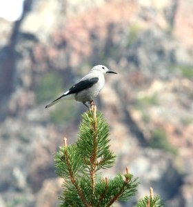 644 - CLARK'S NUTCRACKER (7-12-09) tioga pass, ca
