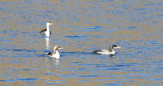 PACIFIC & COMMON LOON (10-26-10) patagonia lake state park, scc, az   (2)