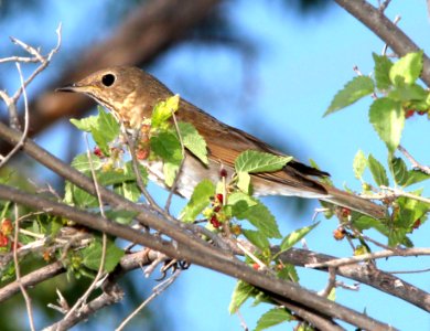 744 - SWAINSON'S THRUSH (5-14-13) pena blanca cove, pena blanca lake, scc, az -2