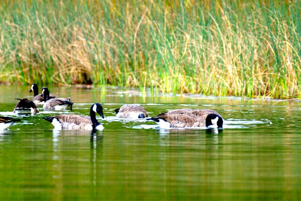 Canada Geese (Branta canadensis)- Little Seneca  Lake - Montgomery County Maryland