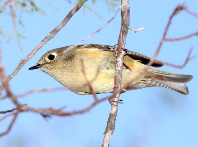 708 - RUBY-CROWNED KINGLET (9-24-11) pena blanca lake, scc, az - (1)