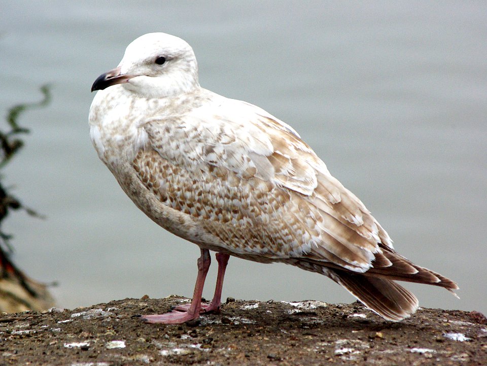 361 x 370 - WESTERN X GLAUCOUS-WINGED GULL (1-4-07) laguna, slo co, ca