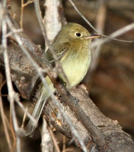 583 - PACIFIC-SLOPE FLYCATCHER (3-22-11) patagonia lake, scc, az - (1)