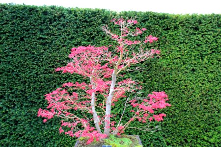Bonsai Trees