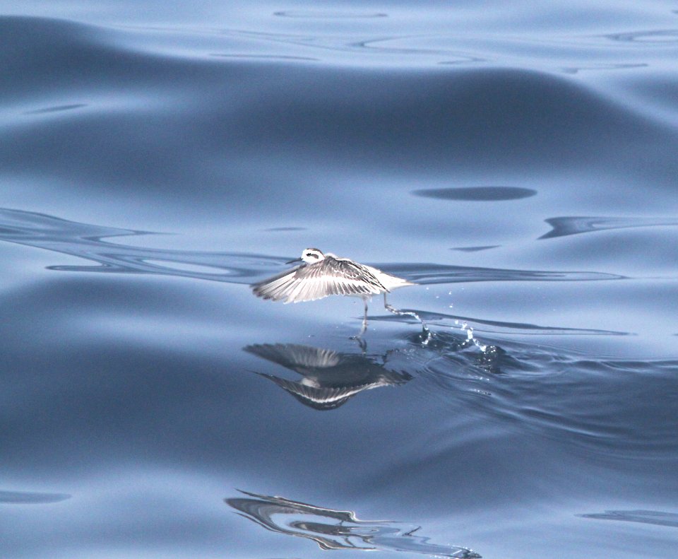 341 - RED-NECKED PHALAROPE (9-27-09) monterey, ca  (3)
