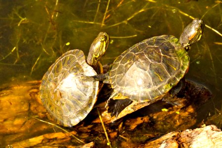 A  pair of Red Eared Sliders (Trachemys scripta elegans),