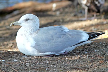 364 - HERRING GULL (12-18-09) adult basic,  laguna lake, san luis obispo, slo co, ca  (2)