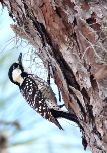 538 - RED-COCKADED WOODPECKER (2-23-13) osceola co, fl  (2)