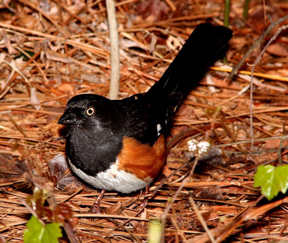 861 - EASTERN TOWHEE (3-20-12) pensacola, fl  (1)