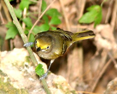 618 - WHITE-EYED VIREO (1-9-09) frontera aud, weslaco, tx  (2)