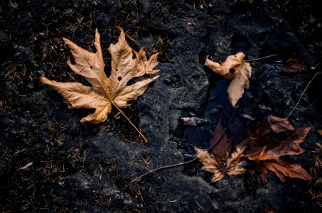 Fallen Maple Leaves