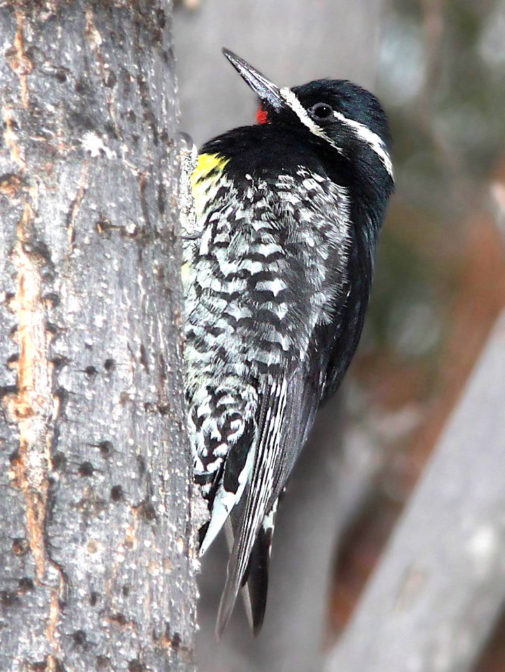528 - WILLIAMSON'S SAPSUCKER  (12-21-10) kino springs, scc, az - (2)