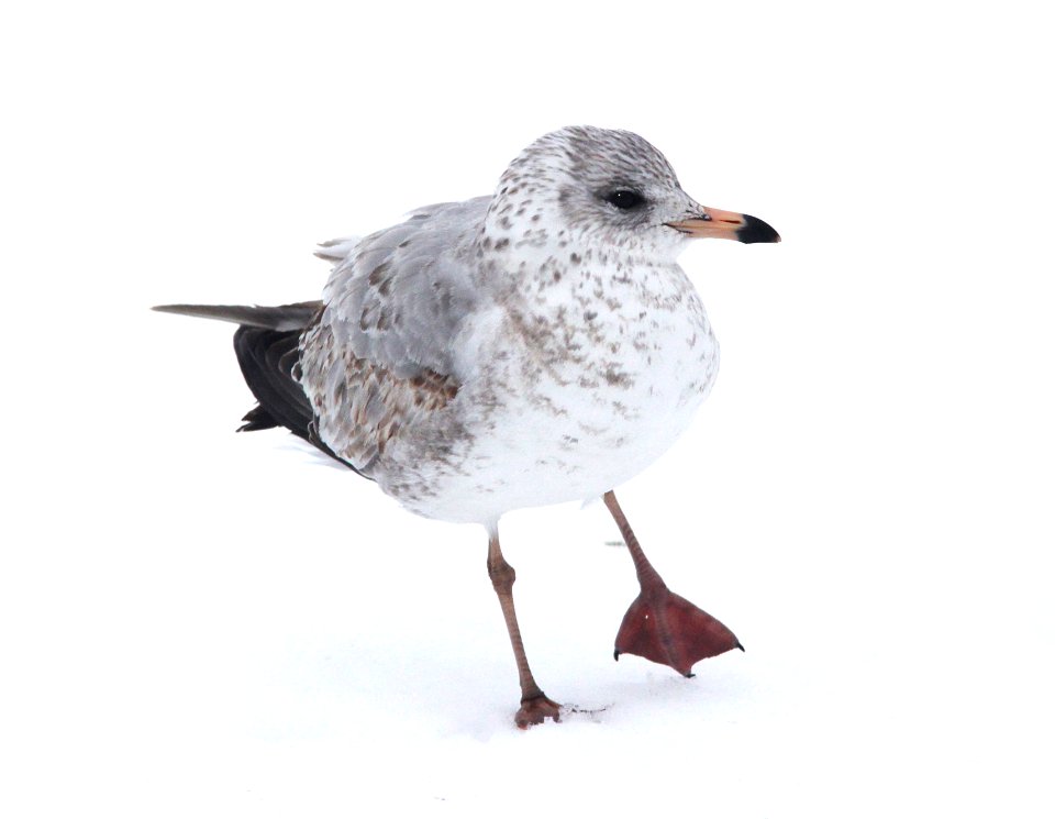 359 - MEW GULL (2-15-11) Quidi Vidi Lake, St John's, Newfoundland