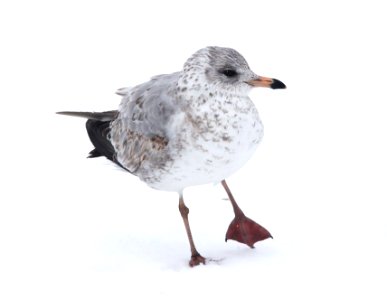 359 - MEW GULL (2-15-11) Quidi Vidi Lake, St John's, Newfoundland