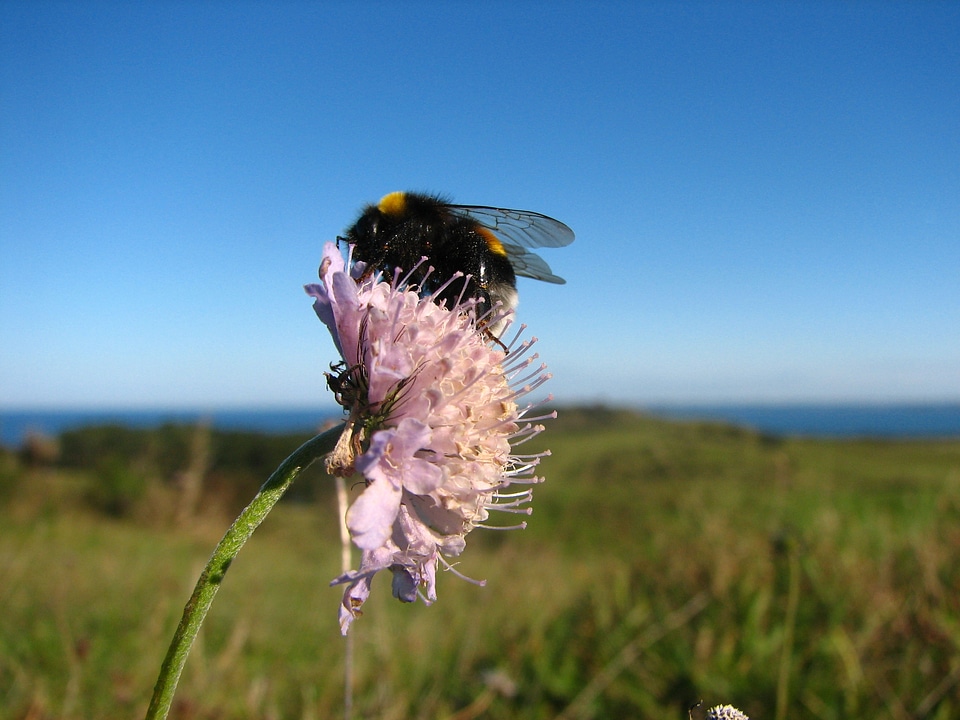 Insect flower pollination