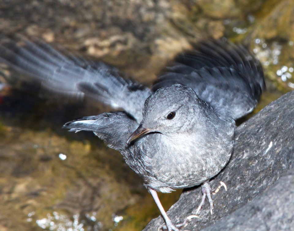 705 - AMERICAN DIPPER (6-11-13) durango, colorado (8) - Copy
