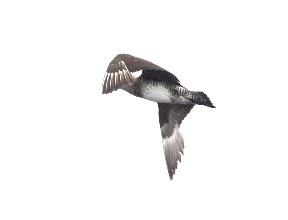 396 - POMARINE JAEGER (9-25-09) monterey, ca  (1)