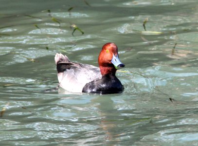 041 - REDHEAD (2-28-12) port isabel, tx  (2)