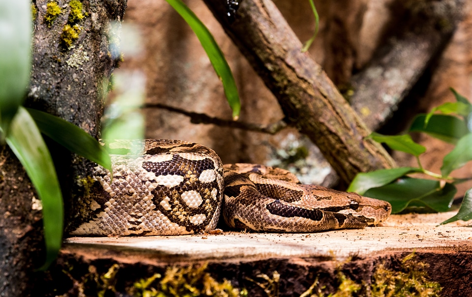 Anaconda constrictor jungle