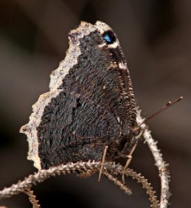 MOURNING CLOAK (Nymphalis antiopa) (6-14-13) 8800ft, hannigan ck, 2 m north of hannigan lodge, greenlee co, az  (1)