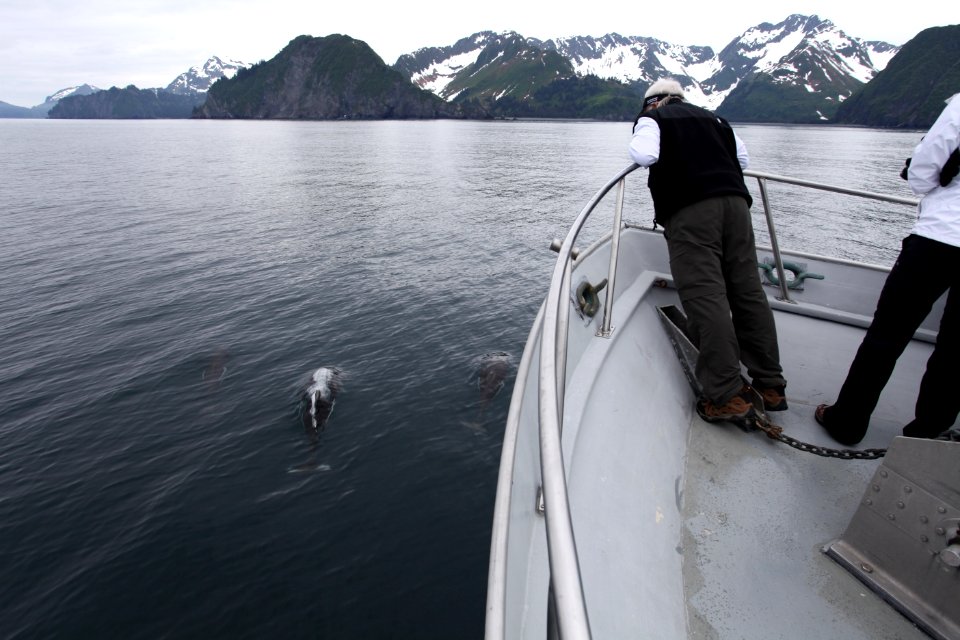 Dall's porpoise bow riding