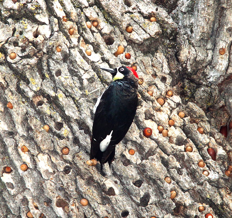 524 - ACORN WOODPECKER (3-24-10) atascadero lake, slo co, ca