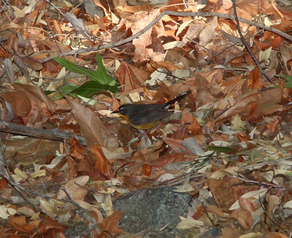 844 - FAN-TAILED WARBLER (5-25-11) madera cyn, scc, az - (3)