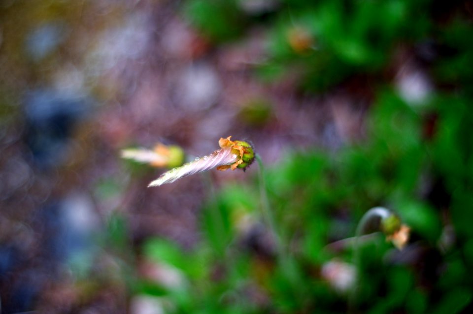 Wildflower