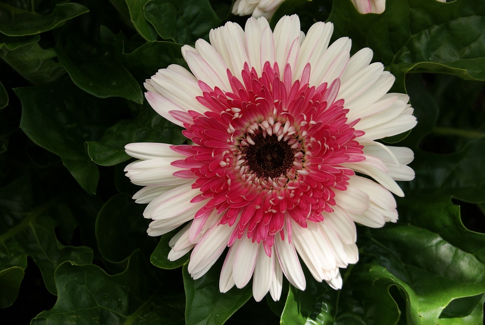 Nature white red
