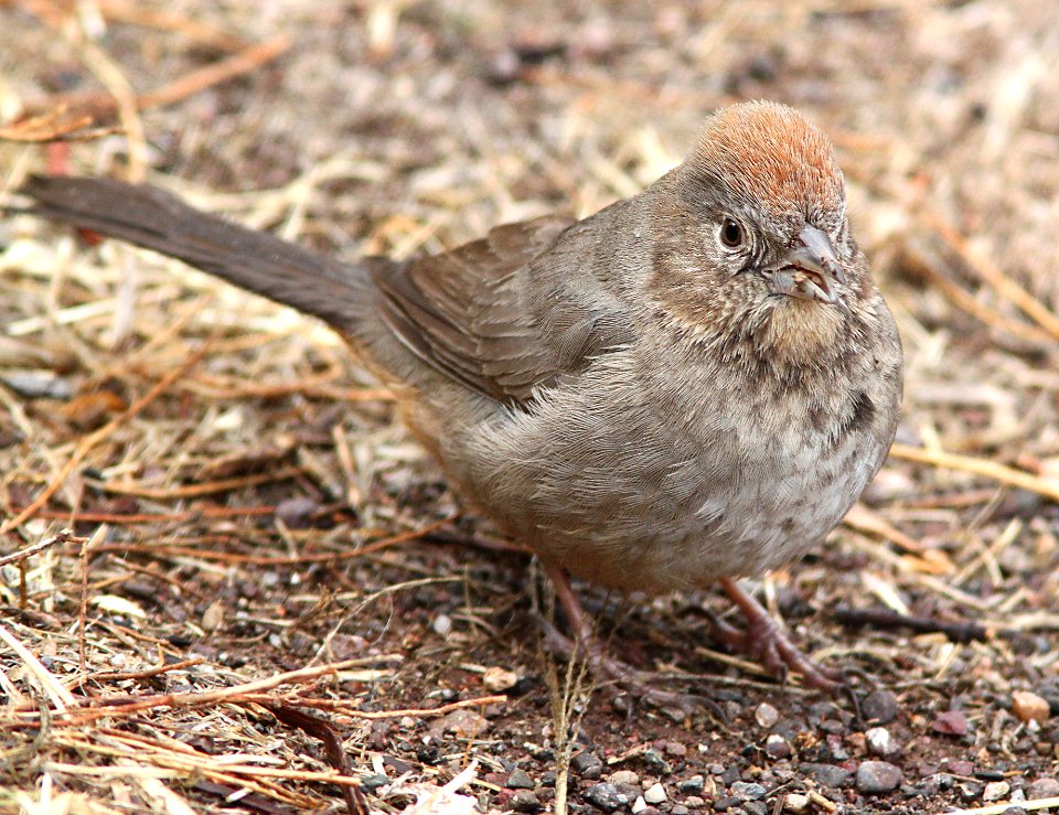 863 - CANYON TOWHEE (1-10-10) scc, az (6)