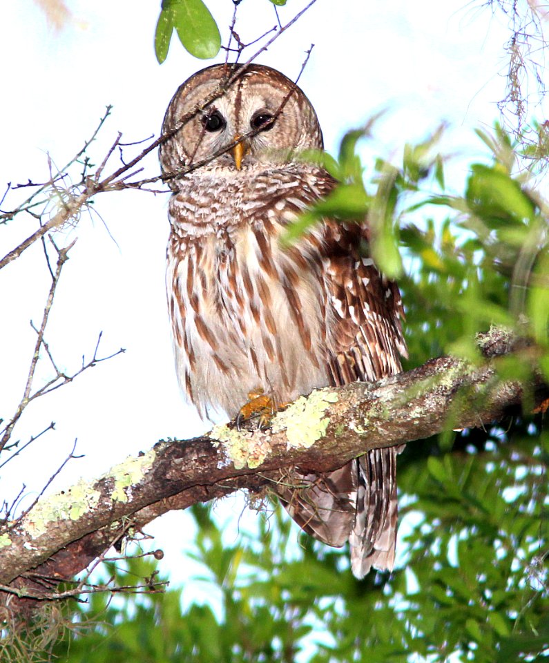 464 - BARRED OWL (2-27-13)  myakka state park, manatee co, fl  (1)