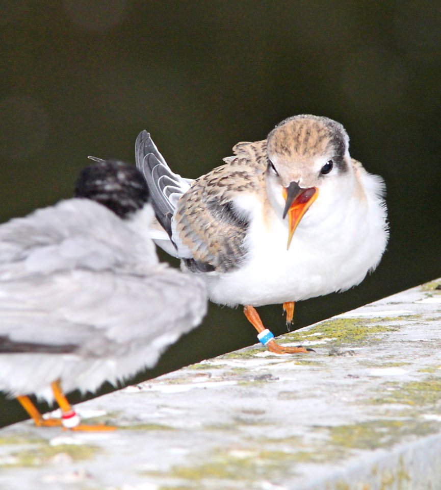 379 - LEAST TERN (8-22-09) juv, oso flaco, slo co, ca  (1)