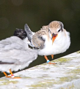 379 - LEAST TERN (8-22-09) juv, oso flaco, slo co, ca  (1)