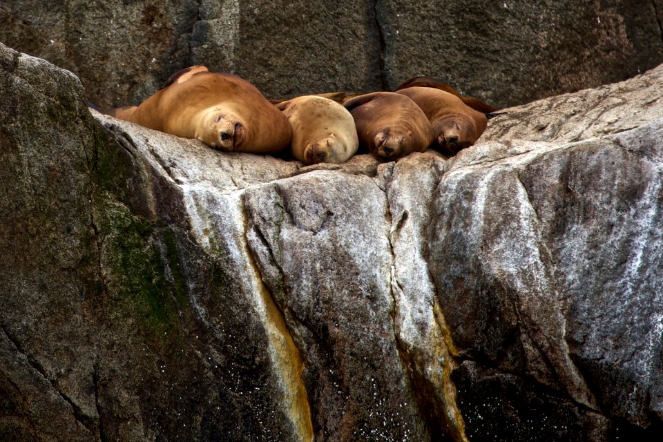 Steller Sea Lions