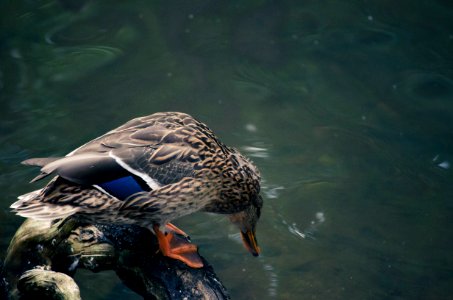 Duck looking into water photo