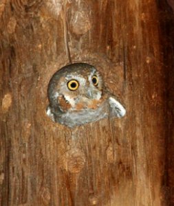 460 -  ELF OWL (4-5-12) harshaw rd, patagonia, scc, az - (2)