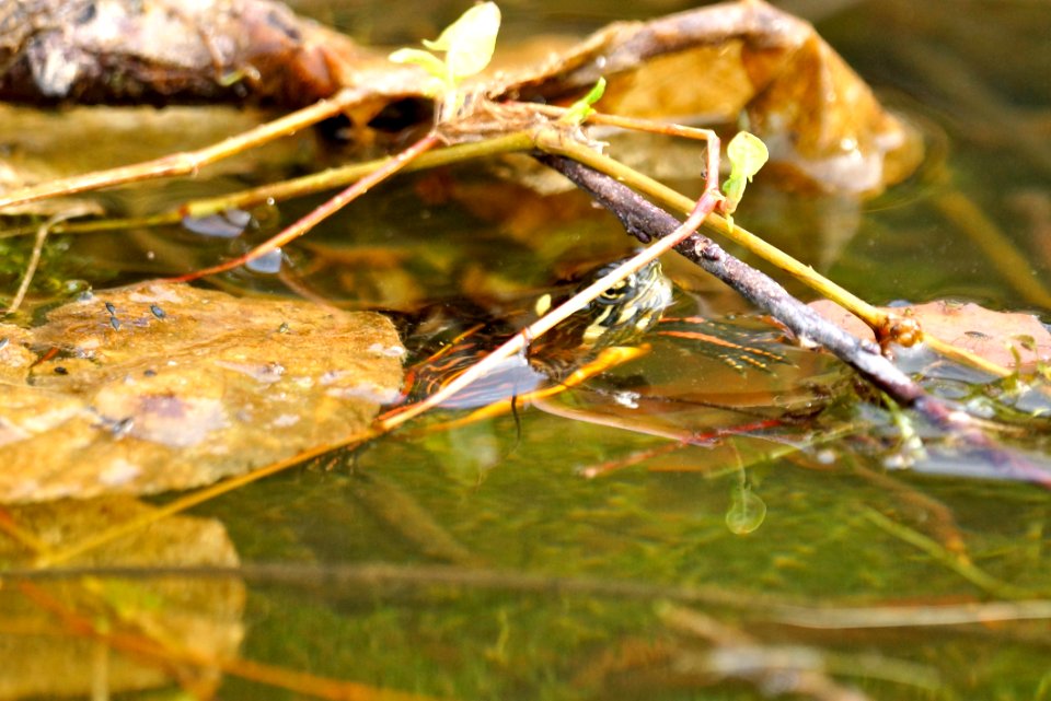 Northern Red-bellied Cooter (Pseudemys rubriventris) -Underwater - Black Hill Regional Park