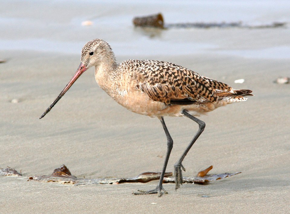 304 -  MARBLED GODWIT (8-22-08) stand, morro bay, slo co, ca (1)
