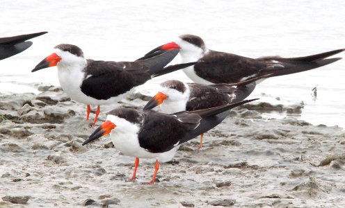 393 - BLACK SKIMMER (3-3-12) near san isabel, tx