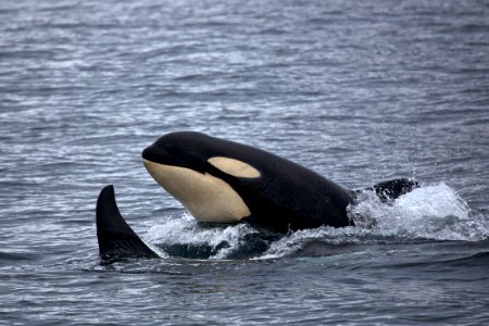 Orcas