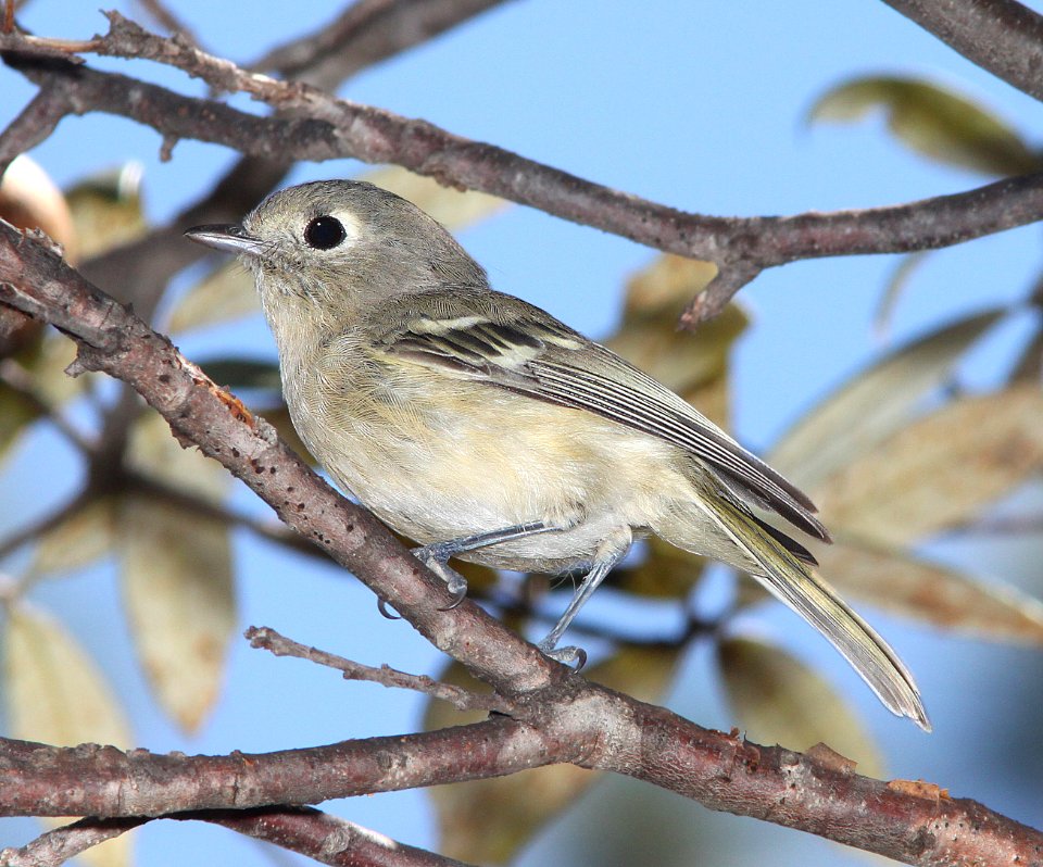 627 - HUTTON'S VIREO (7-30-12) upper humboldt cyn, patagonia mts, scc, az -01