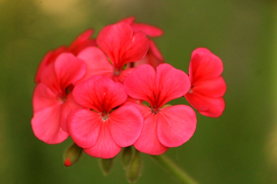 flores