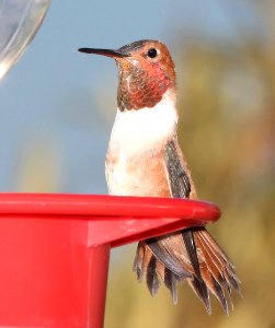 504 -  RUFOUS HUMMINGBIRD (3-10-11) 78 circulo montana, patagonia ranch estates, scc, az - (1)