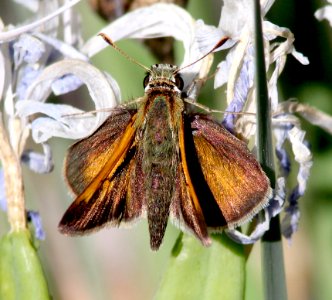 SKIPPER, TAWNY-EDGED (Polites themistocles) (6-14-13) 8500 ft, alpine divide c g, 4 m south of alpine, apache co, az -02