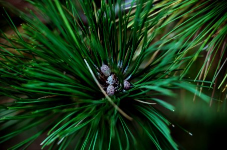 Pine Cones and Needles