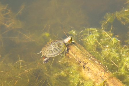 Red Eared slider Turtle(Trachemys scripta elegans) - Montgomery County MD