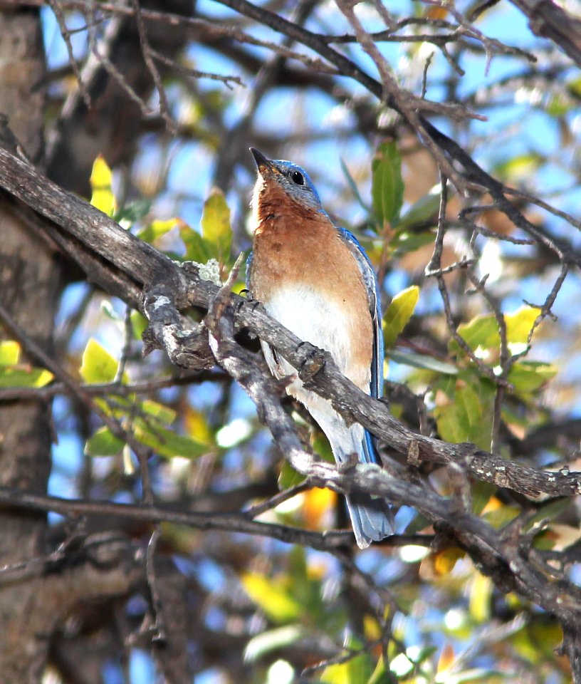 734 - EASTERN BLUEBIRD (4-19-13) red mt rd, patagonia mts, scc, az