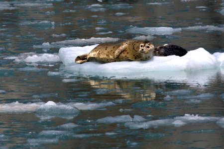 Harbor Seals photo