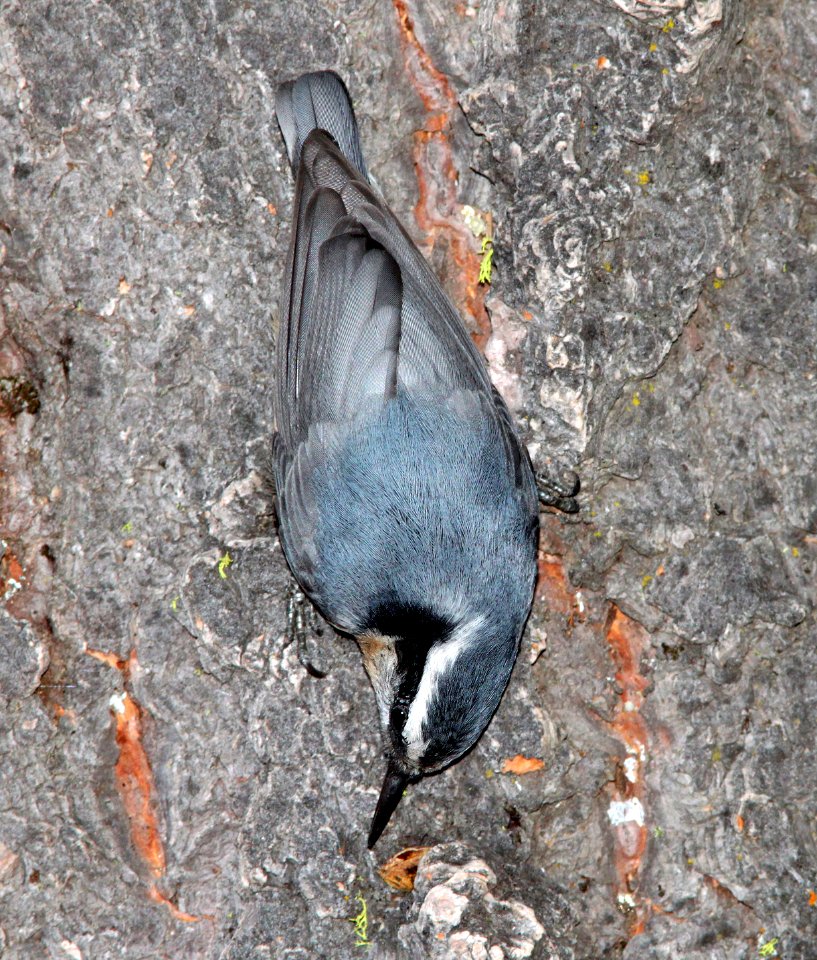 685 - RED-BREASTED NUTHATCH ca (2)