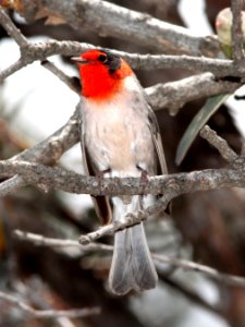 849 - RED-FACED WARBLER (4-27-13) road to rustlers park, coronado nat for, cochise co, az  (1)